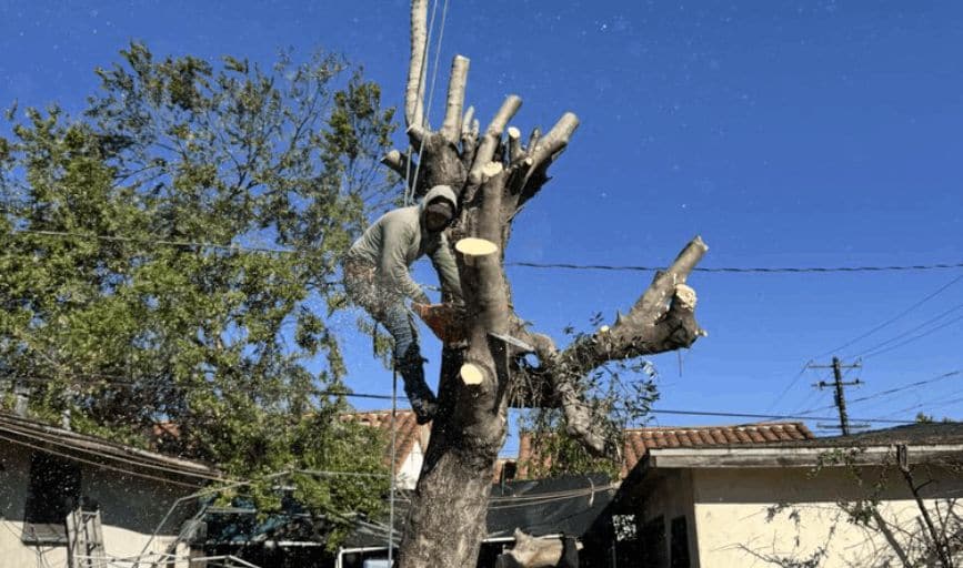 Tree Removal